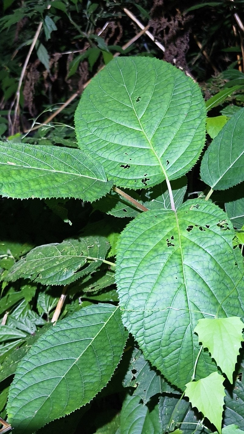 Hydrangea aspera photo 5