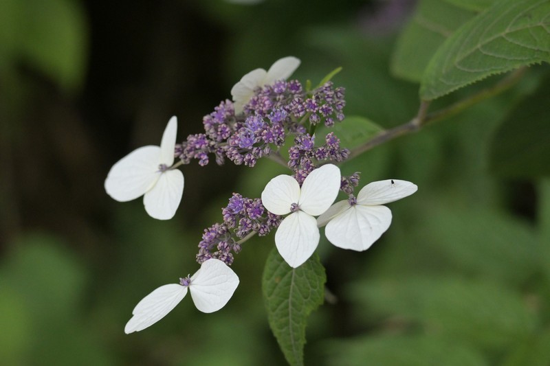 Hydrangea aspera photo 6