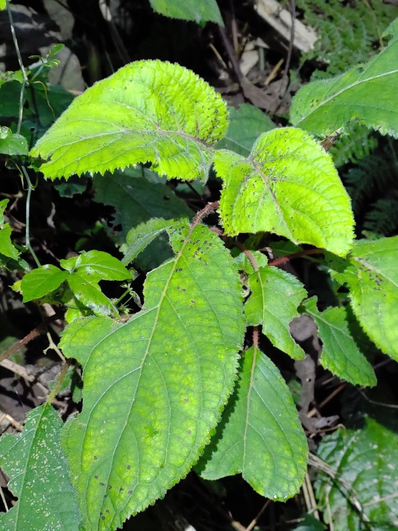 Hydrangea aspera photo 7