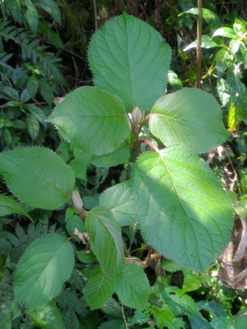 Hydrangea aspera photo 8
