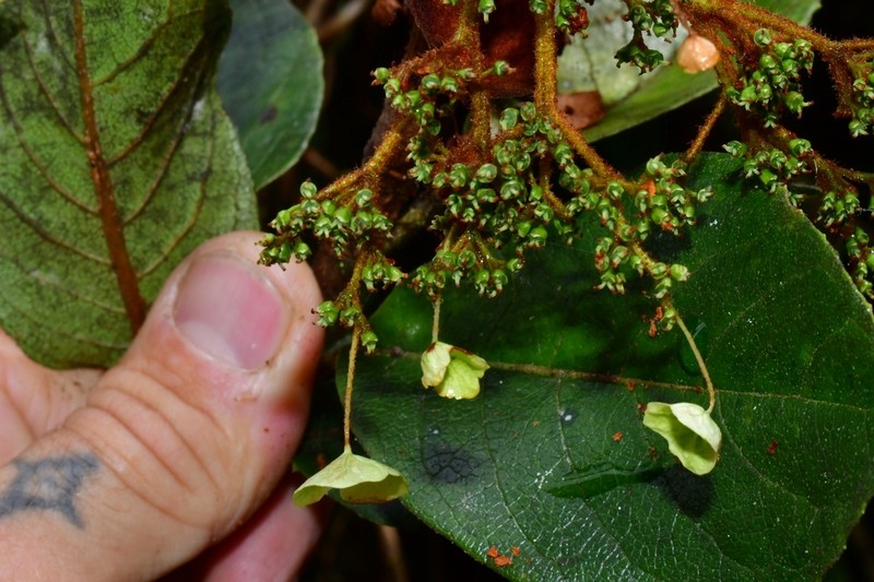 Hydrangea asterolasia