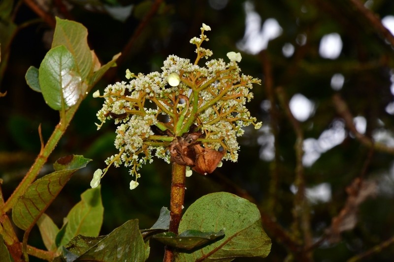 Hydrangea asterolasia photo 2