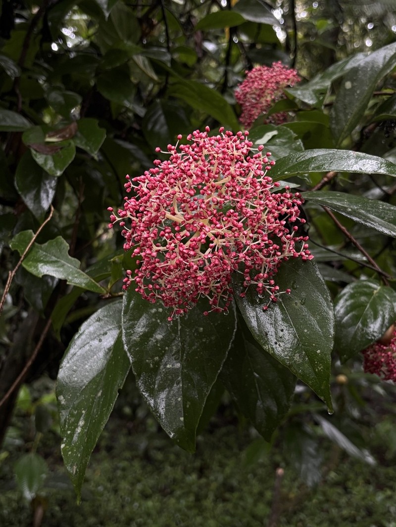 Hydrangea asterolasia photo 3