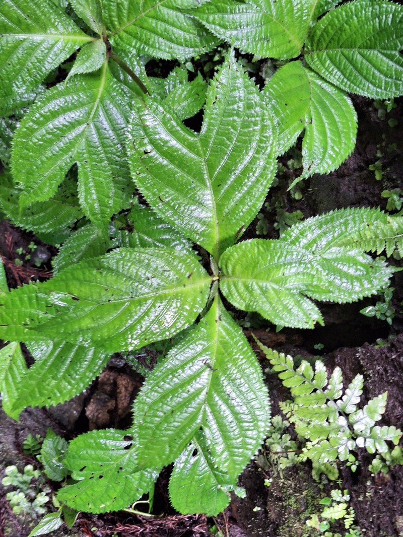 Hydrangea bifida