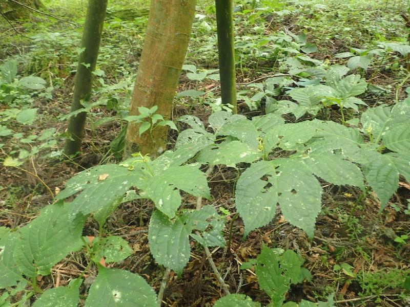Hydrangea bifida photo 2