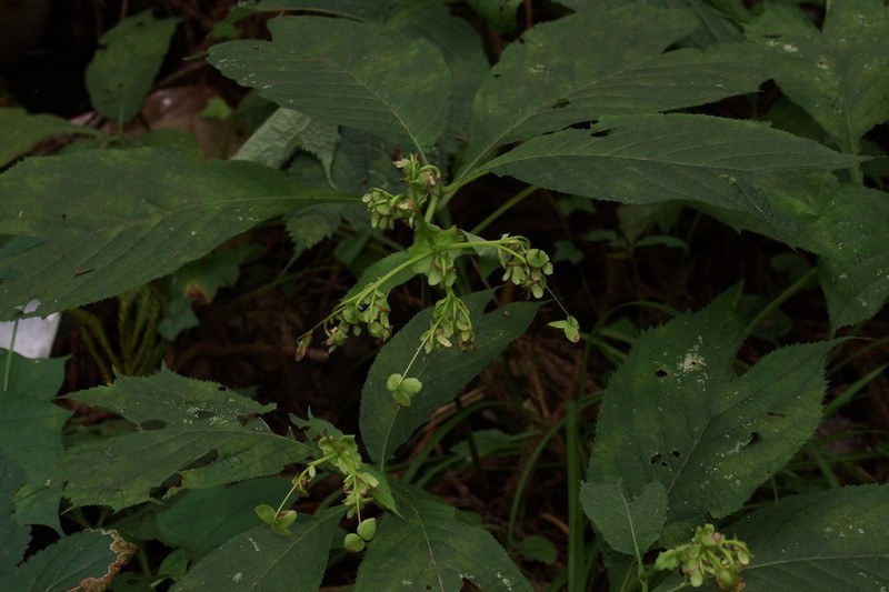 Hydrangea bifida photo 3