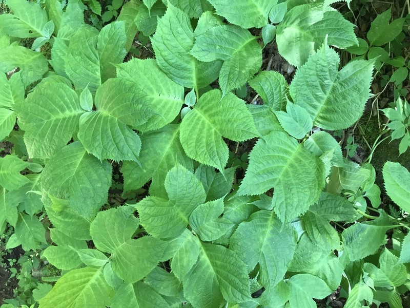 Hydrangea bifida photo 5