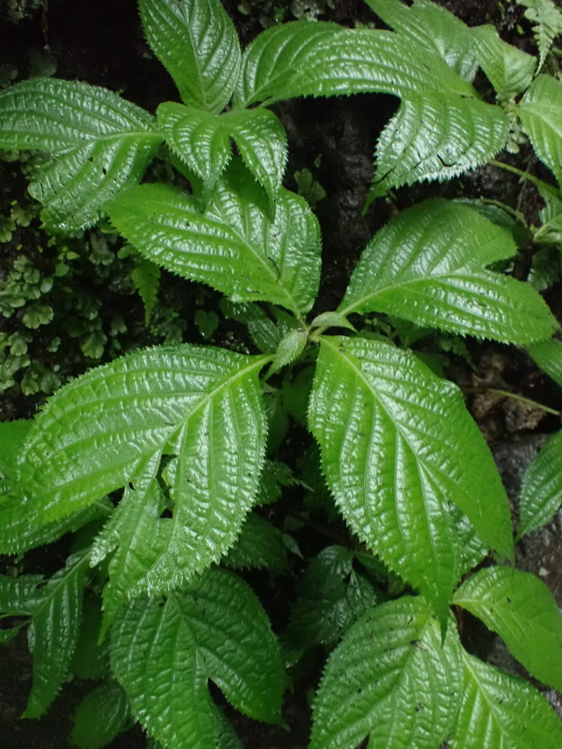 Hydrangea bifida photo 6