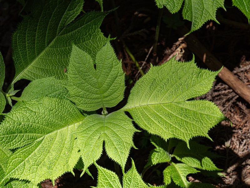 Hydrangea bifida photo 8