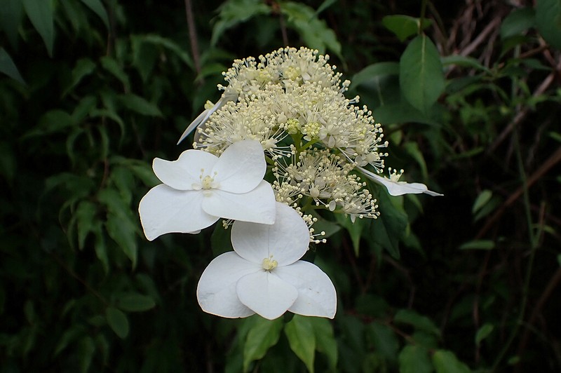 Hydrangea bretschneideri