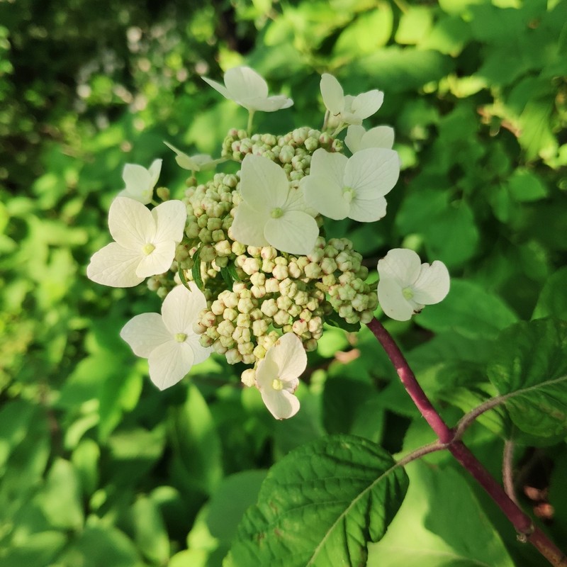 Hydrangea bretschneideri photo 2