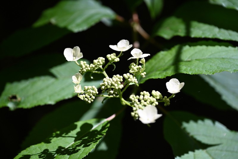 Hydrangea bretschneideri photo 3
