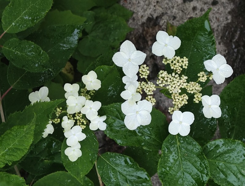 Hydrangea bretschneideri photo 4