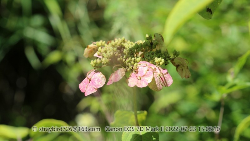 Hydrangea bretschneideri photo 5