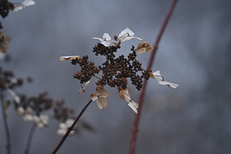 Hydrangea bretschneideri photo 6