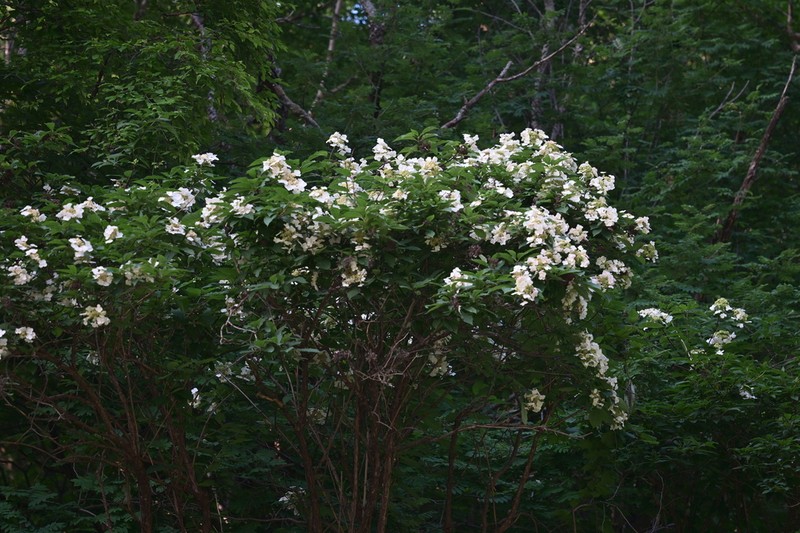 Hydrangea bretschneideri photo 7