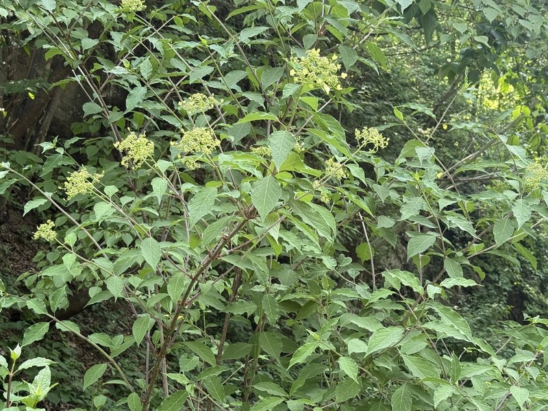 Hydrangea bretschneideri photo 8