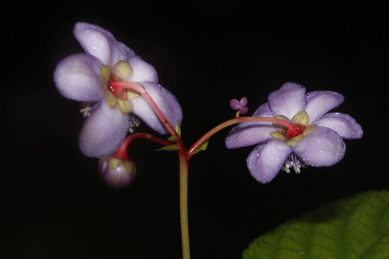 Hydrangea caerulea photo 2