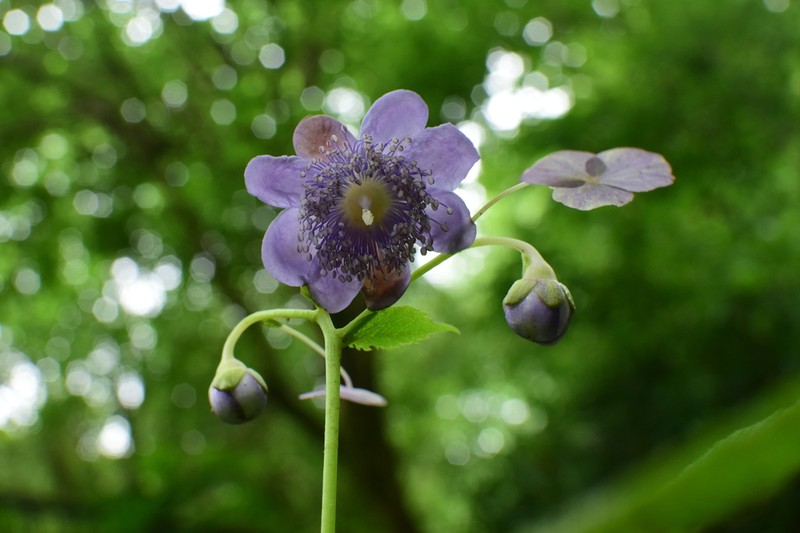 Hydrangea caerulea photo 3