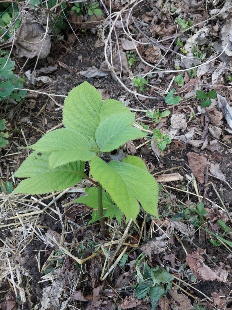 Hydrangea caerulea photo 4