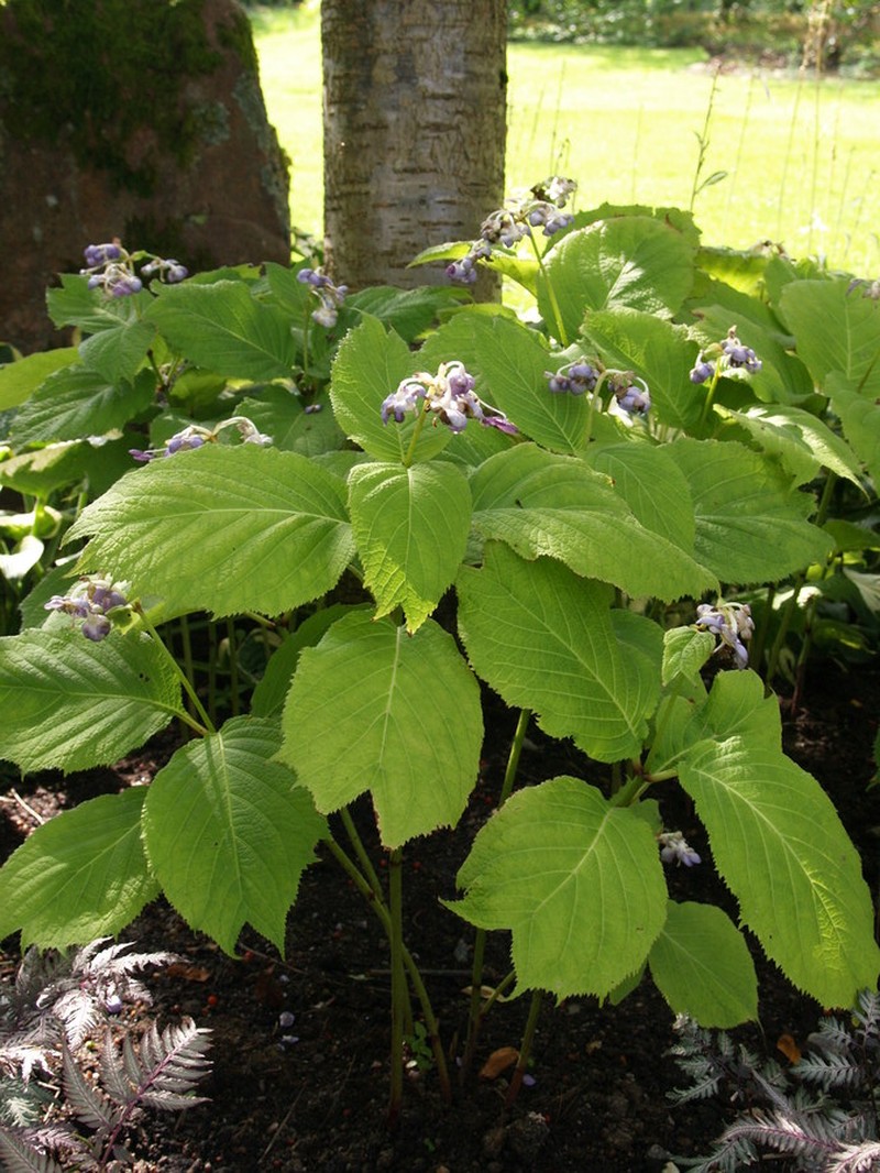 Hydrangea caerulea photo 5