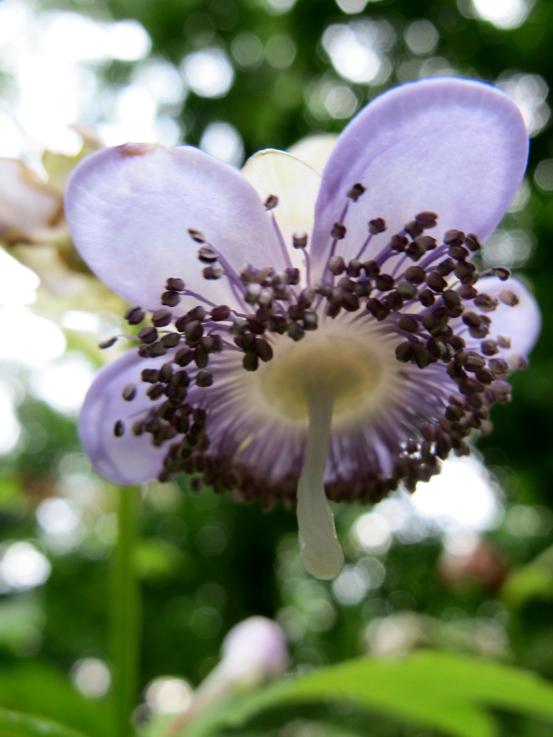 Hydrangea caerulea photo 6