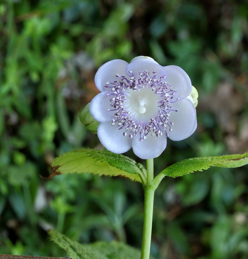 Hydrangea caerulea photo 7
