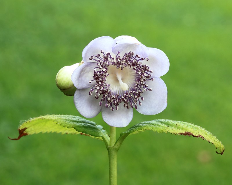 Hydrangea caerulea photo 8