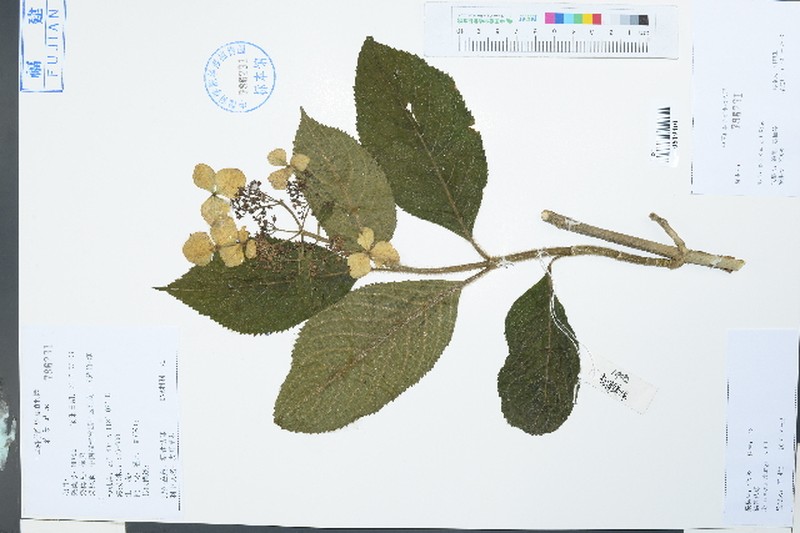 Hydrangea chungii