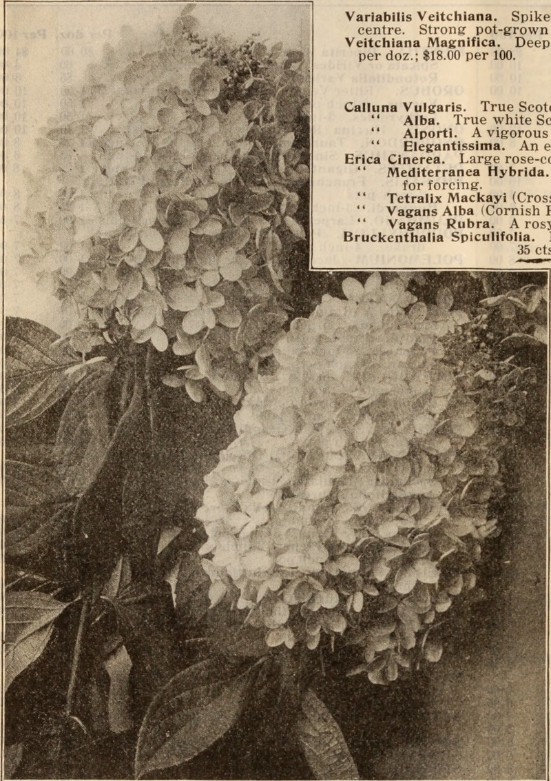 Ashy Hydrangea photo 2