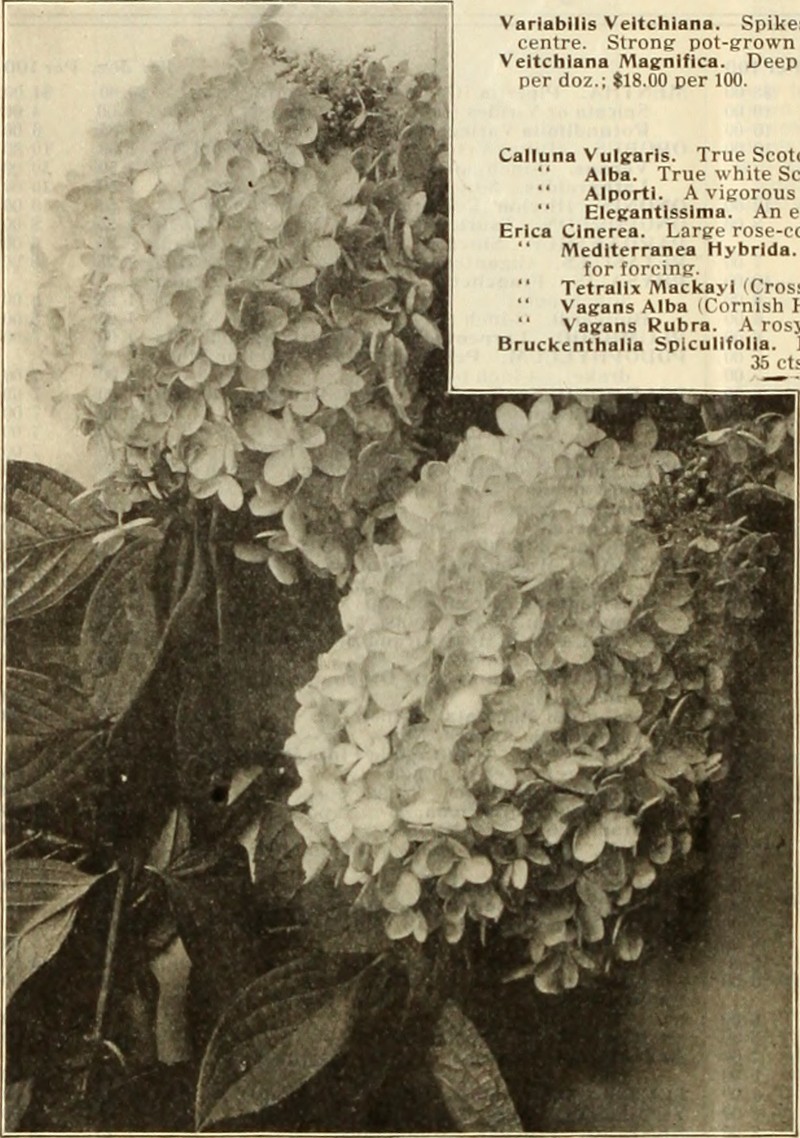 Ashy Hydrangea photo 3