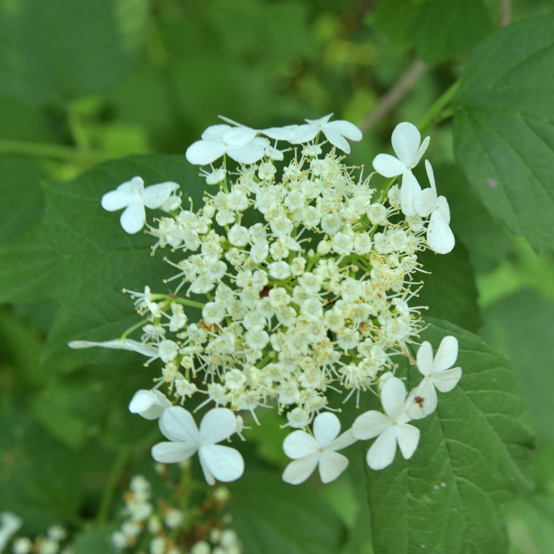 Ashy Hydrangea photo 4