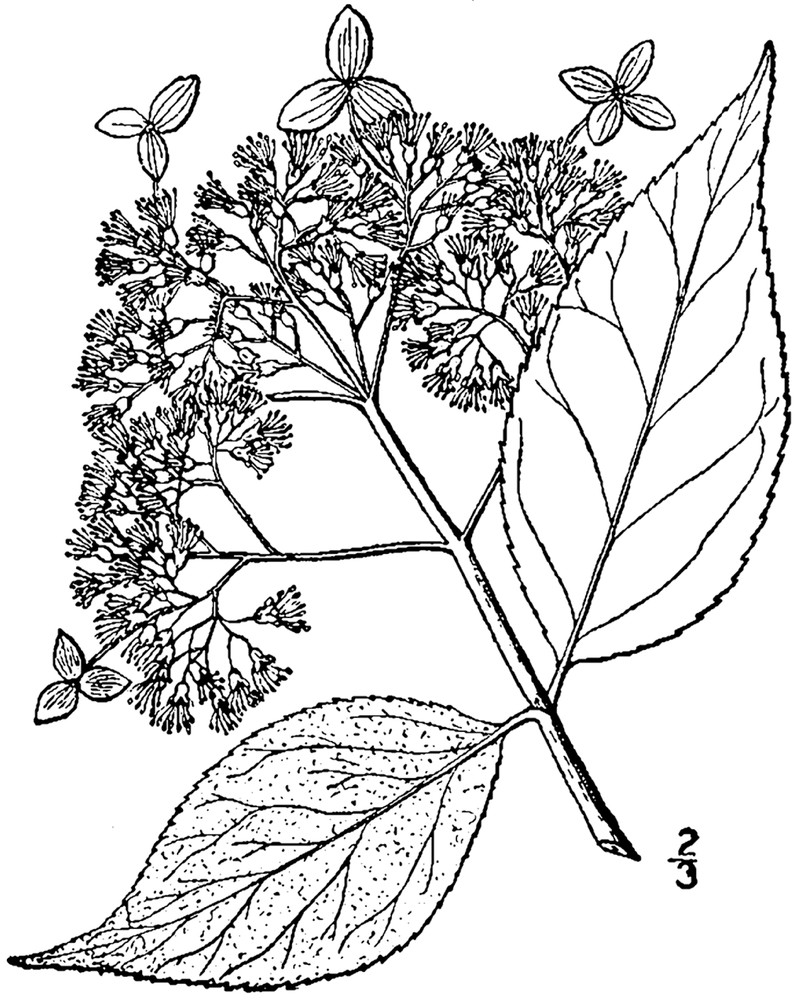 Ashy Hydrangea photo 6