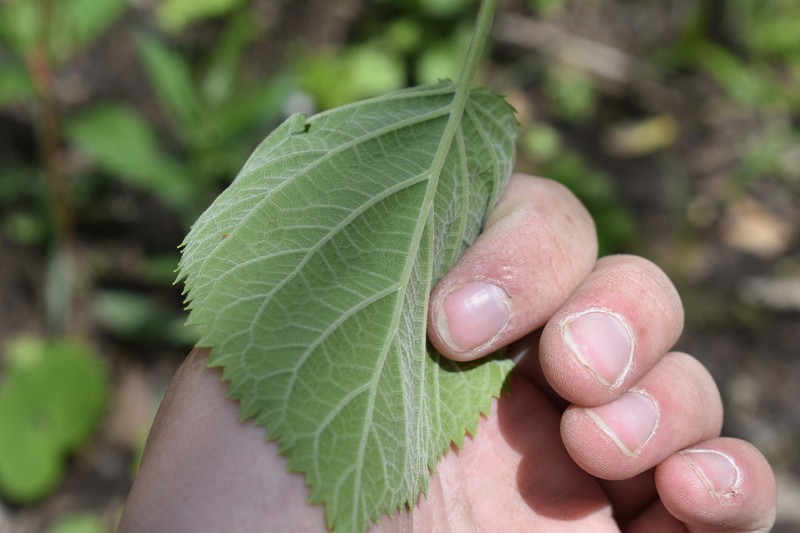 Ashy Hydrangea