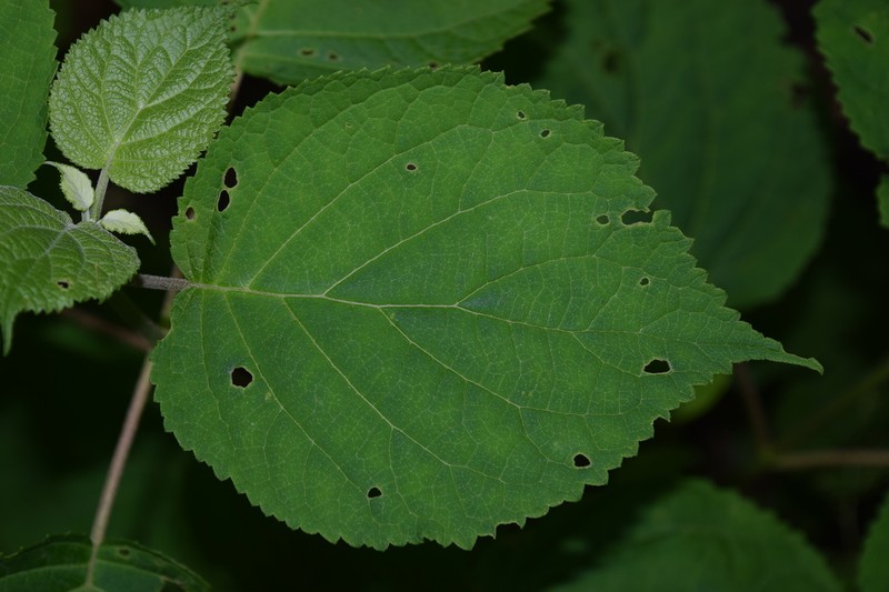 Ashy Hydrangea photo 2
