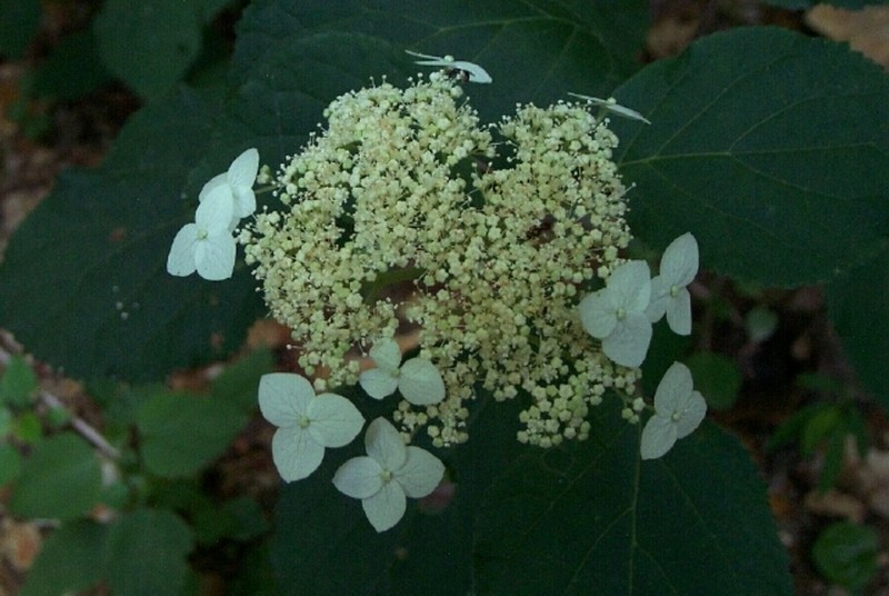 Ashy Hydrangea photo 3