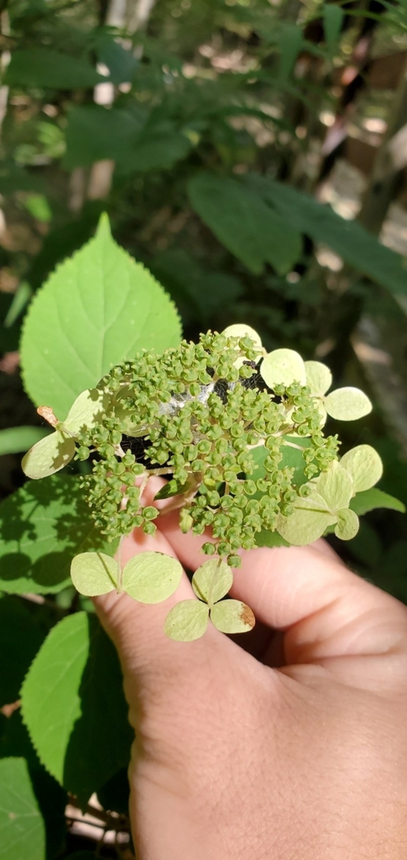 Ashy Hydrangea photo 4