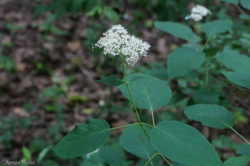 Ashy Hydrangea photo 5