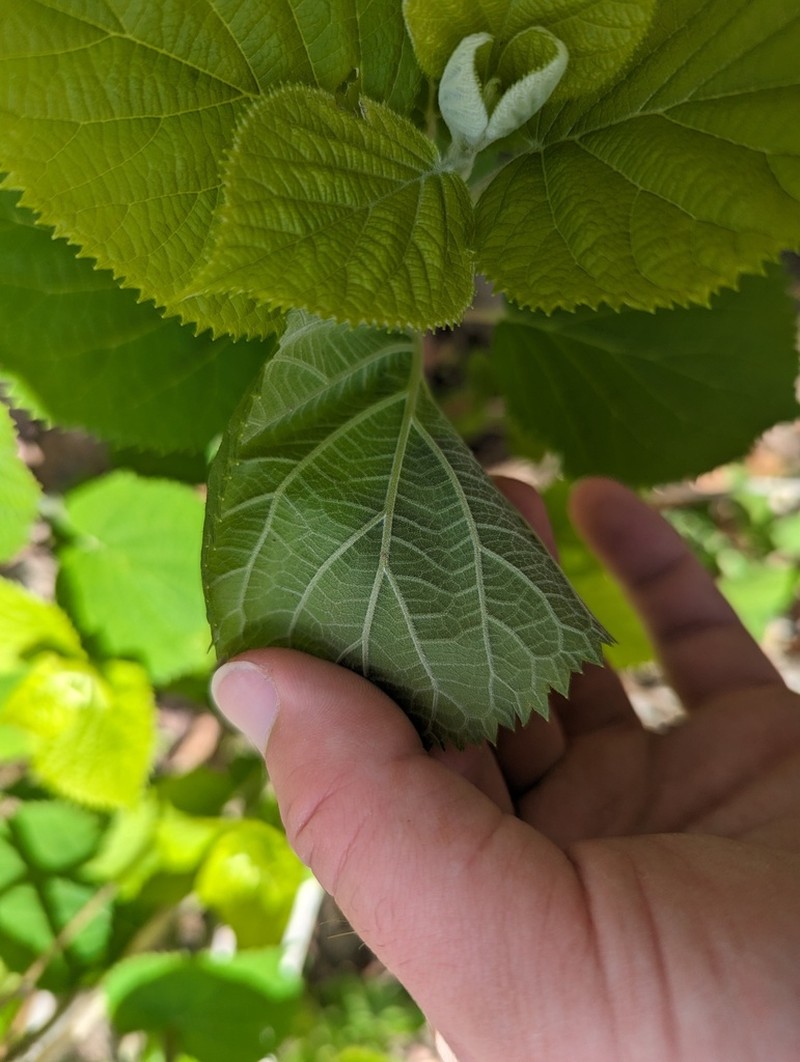 Ashy Hydrangea photo 7