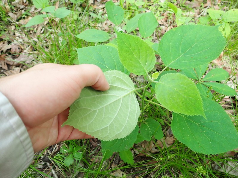 Ashy Hydrangea photo 8