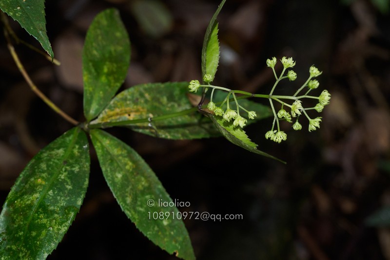 Hydrangea coenobialis photo 2