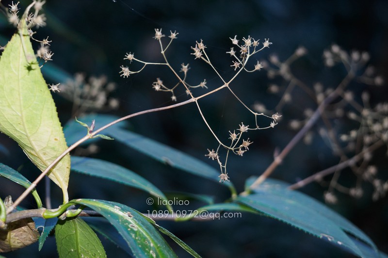 Hydrangea coenobialis photo 3