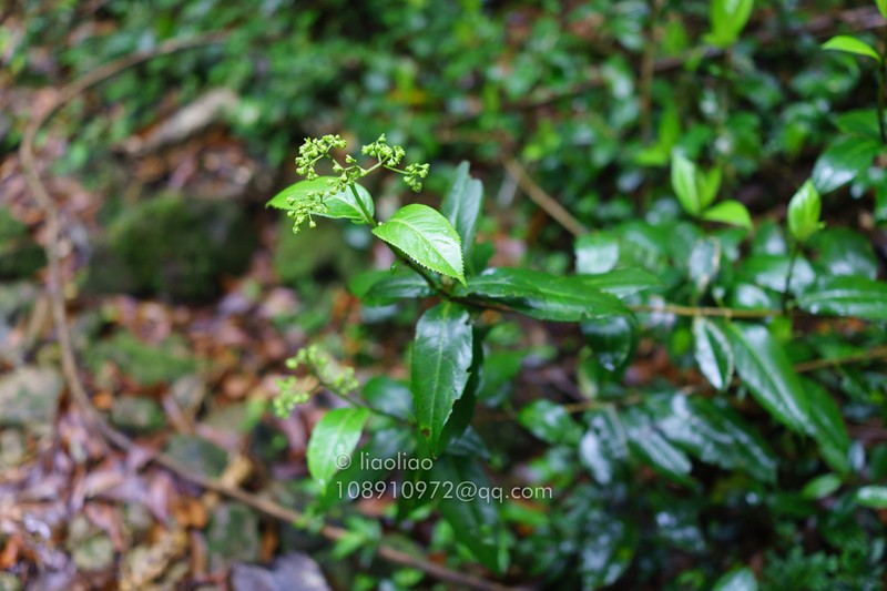Hydrangea coenobialis photo 4