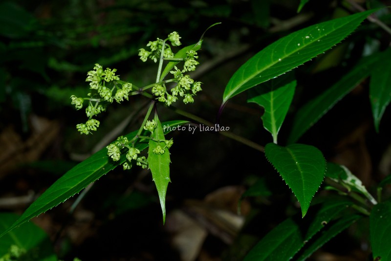 Hydrangea coenobialis photo 5
