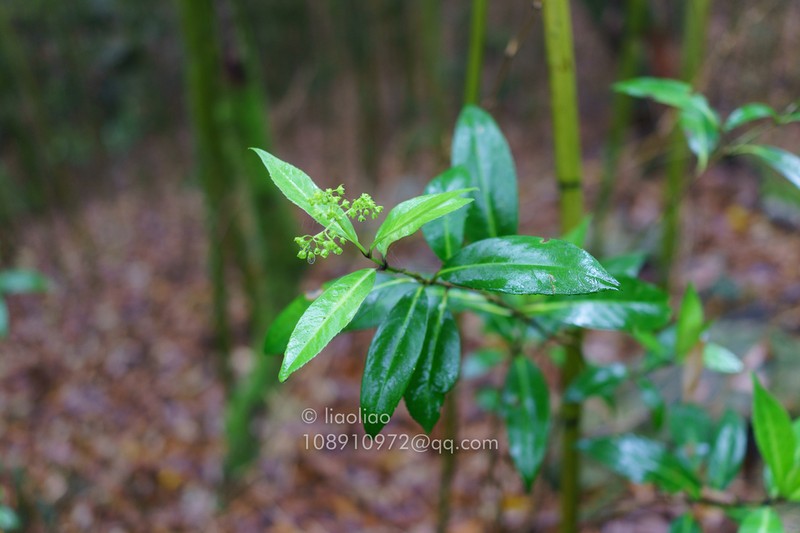 Hydrangea coenobialis photo 6