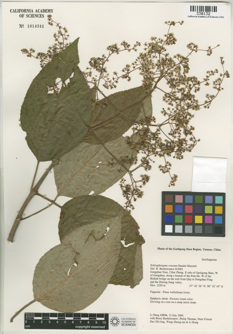 Hydrangea crassa