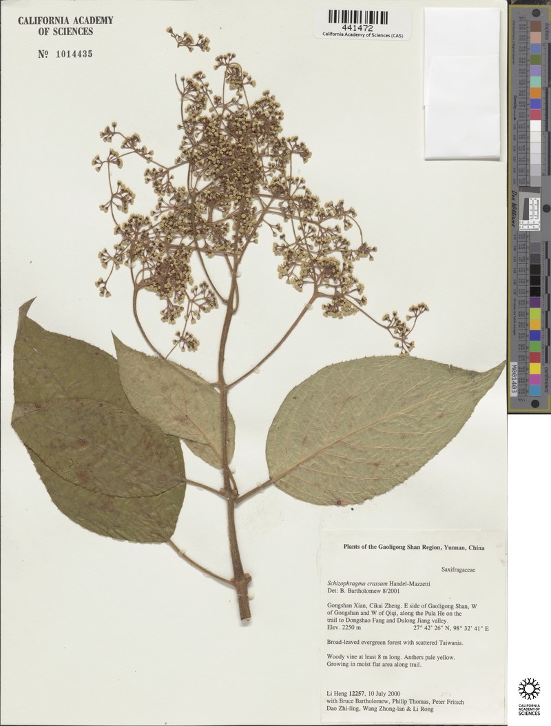 Hydrangea crassa photo 2