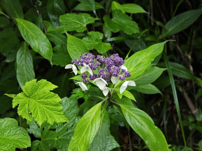 Hydrangea davidii