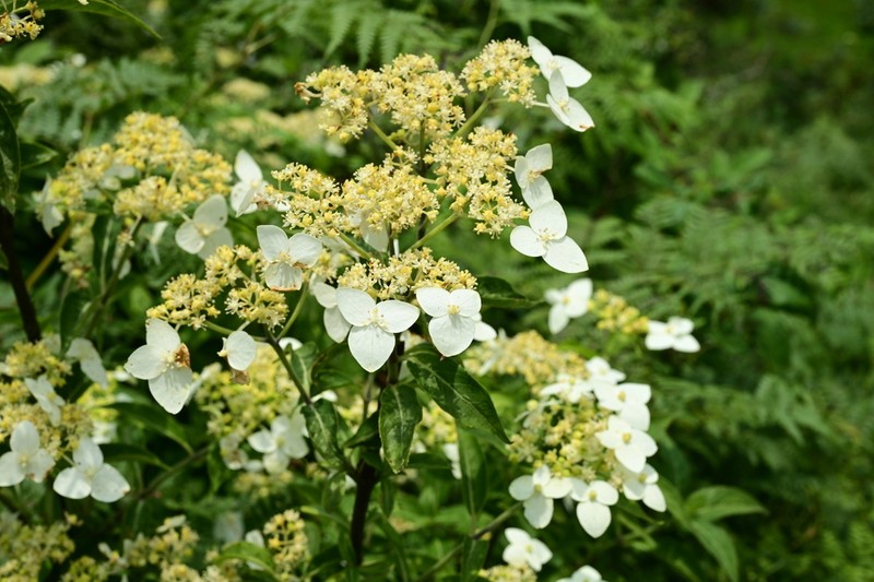 Hydrangea davidii photo 2