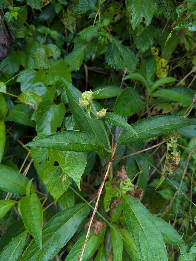 Hydrangea davidii photo 3